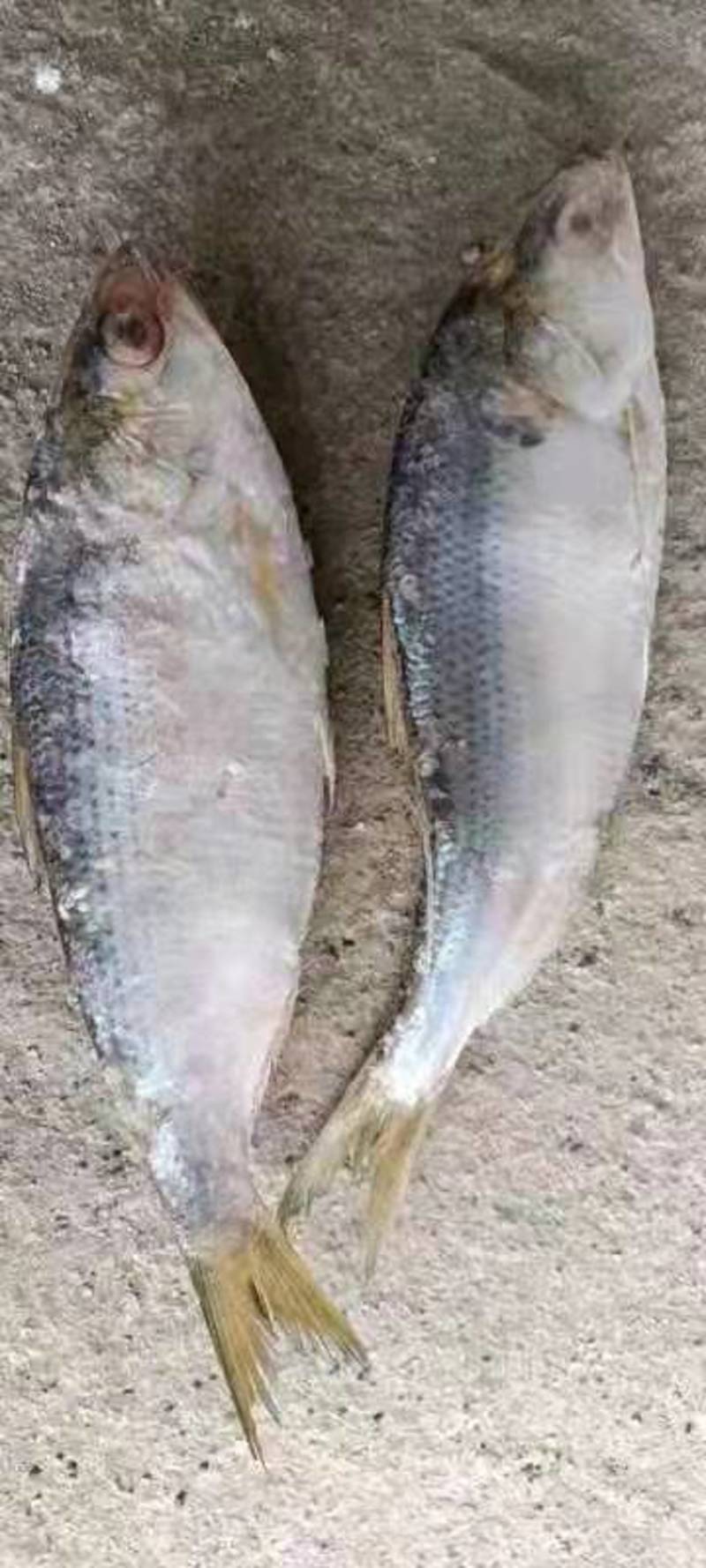 青鱼沙丁鱼新鲜青占鱼海鲜海产品海捕青鱼300-400克
