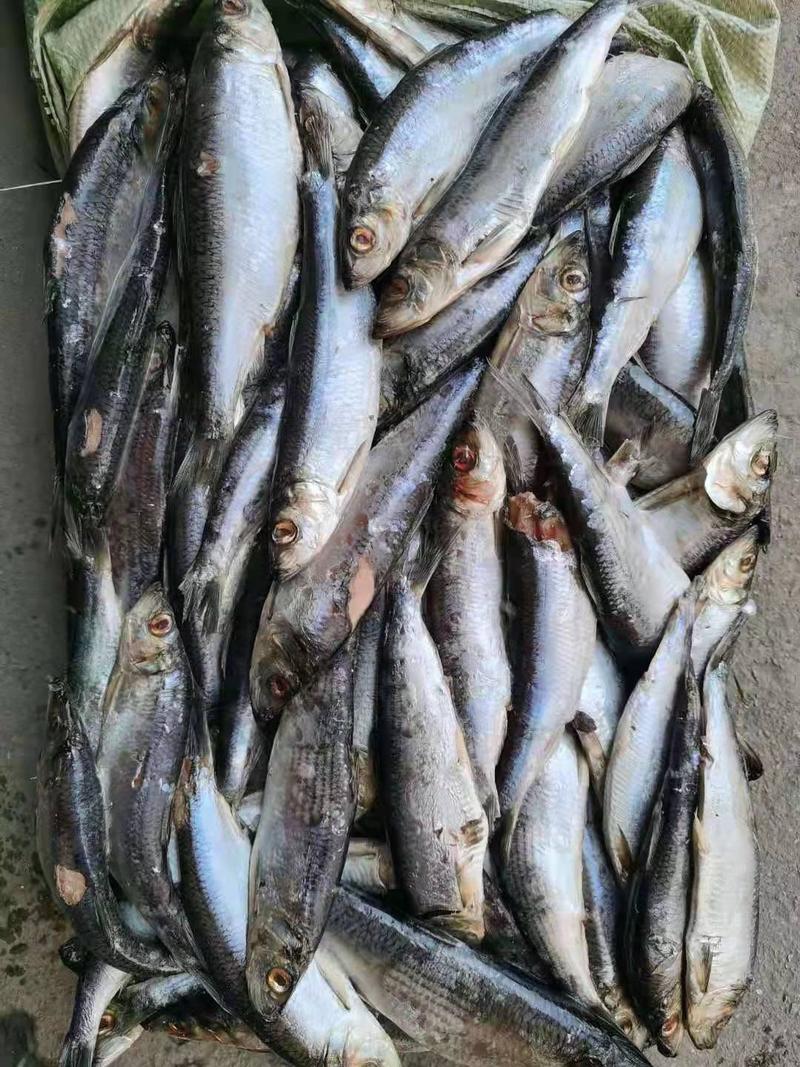 青鱼沙丁鱼新鲜青占鱼海鲜海产品海捕青鱼300-400克