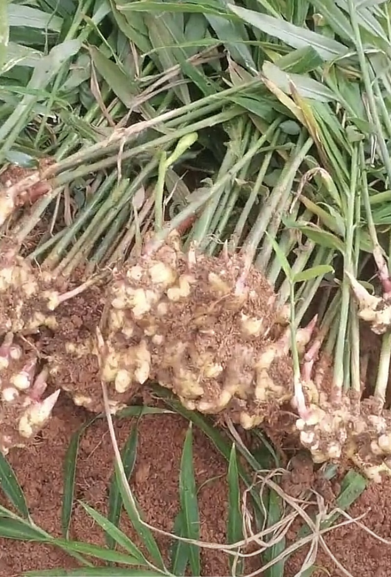 罗平小黄姜，量小不包邮，量大邮费可协商，大量出售