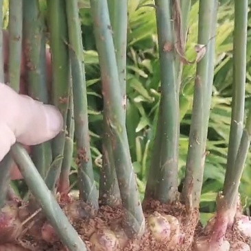 罗平小黄姜，量小不包邮，量大邮费可协商，大量出售