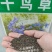 千鸟草种子小花飞燕草花种子籽耐寒庭院野花阳台盆栽四季