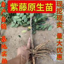 基地批发紫藤原生，高度一致，粗地径1-3公分砧木嫁接用，