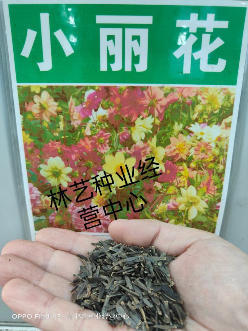 小丽花种子多年生观赏草花种子阳台盆栽庭院绿化春秋季易种花