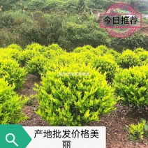 重庆精品金森女贞球基地批发量大价格美丽质量好