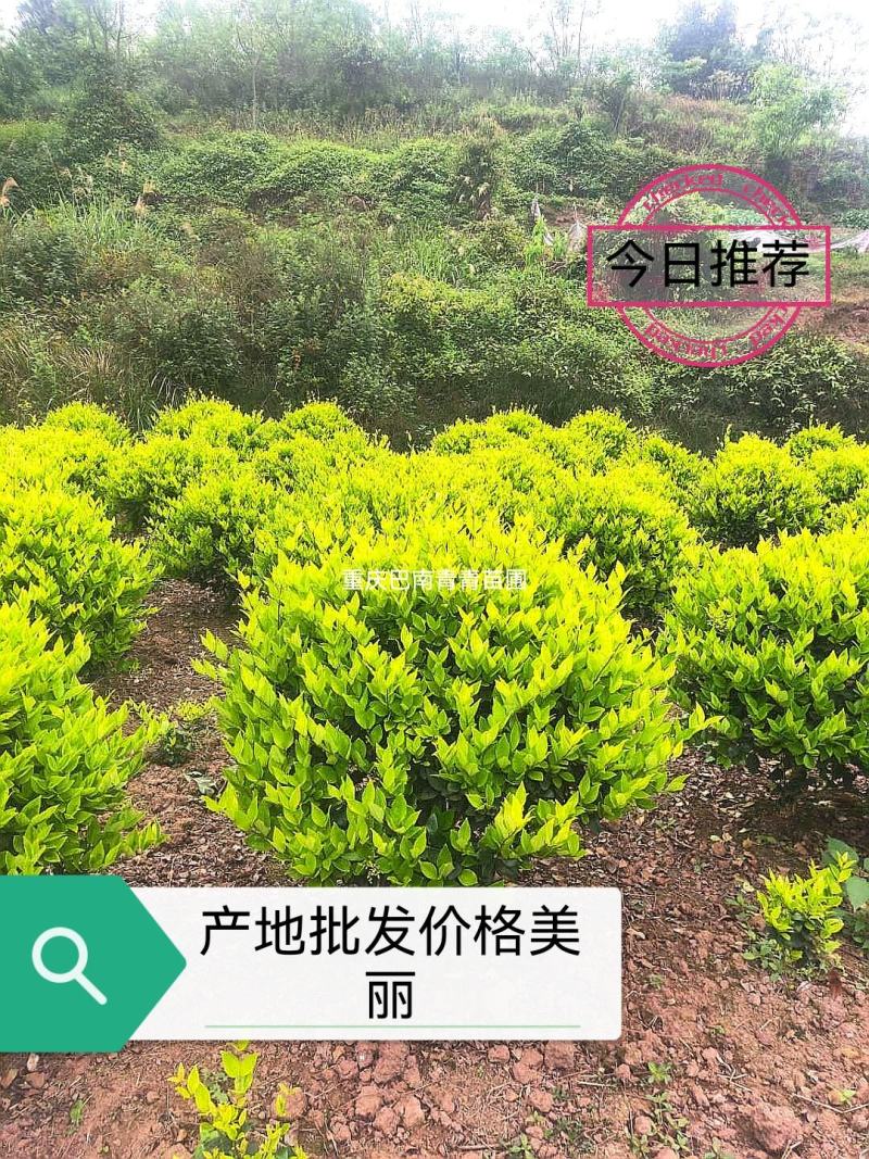 重庆精品金森女贞球基地批发量大价格美丽质量好