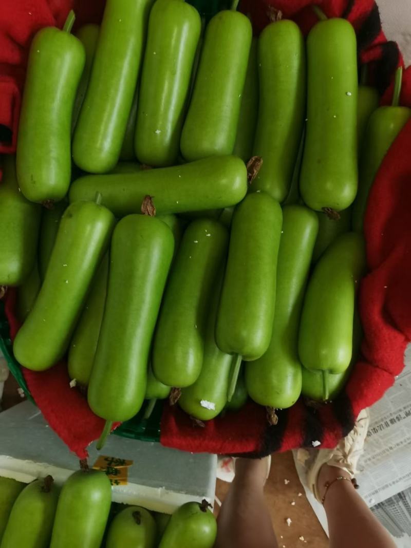 蒲瓜