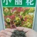 小丽花种子多年生观赏草花种子阳台盆栽庭院绿化春秋季易种花