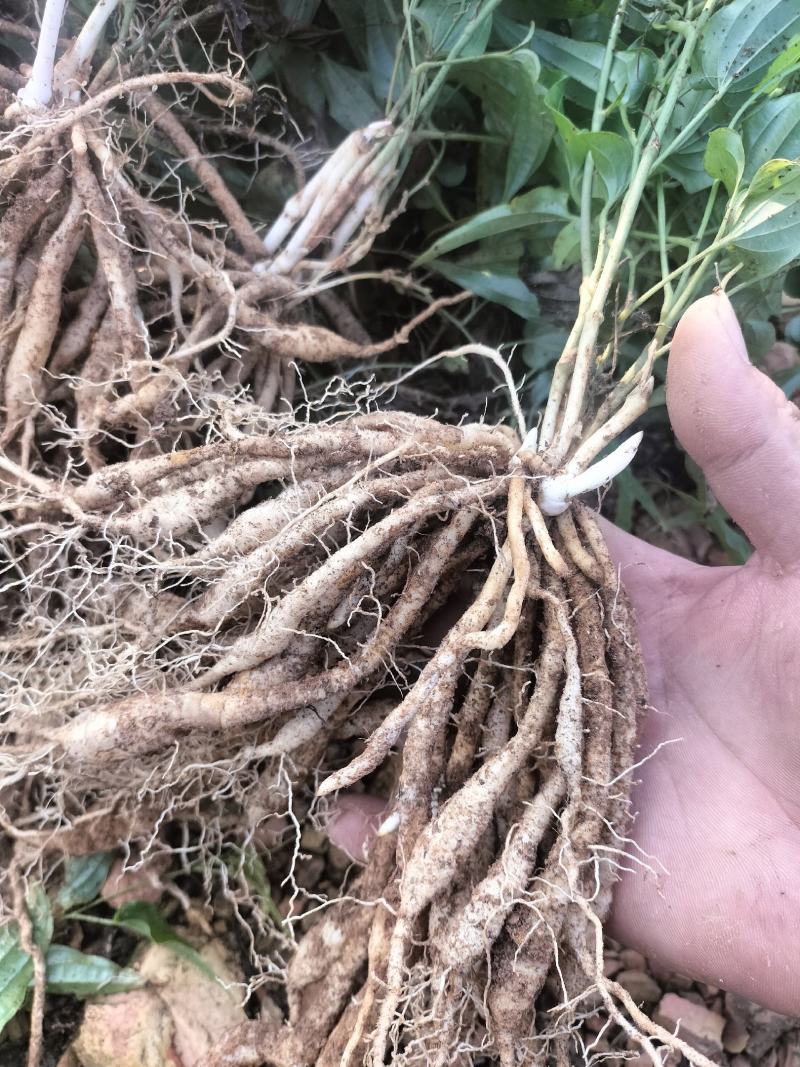 云南百部种苗露天苗基地直供技术指导诚信经营包成活