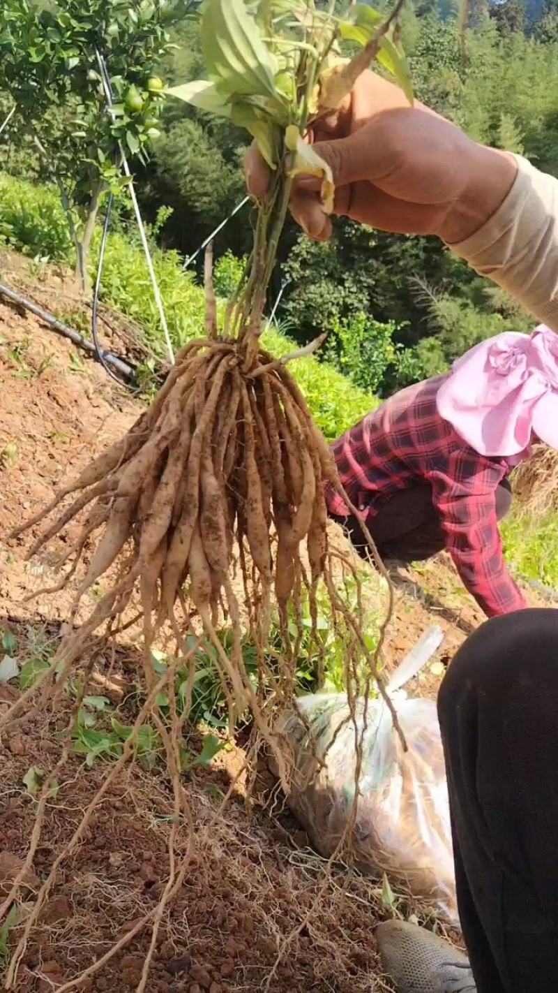 云南百部种苗露天苗基地直供技术指导诚信经营包成活