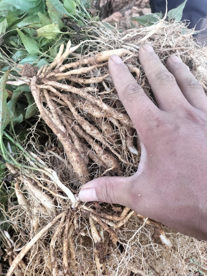 云南百部种苗露天苗基地直供技术指导诚信经营包成活