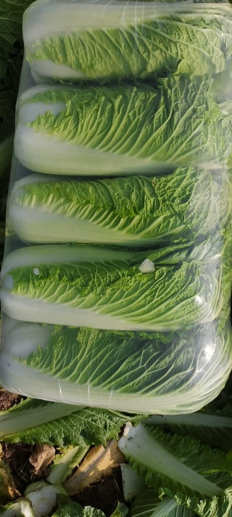 北京新三号大白菜大量供应中，加工厂，商超及市场批发用货