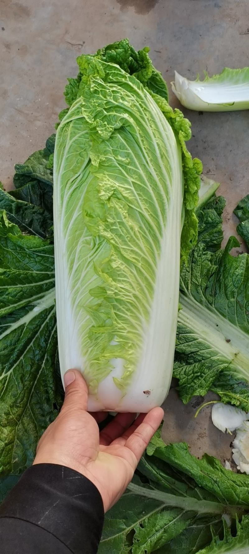 北京新三号大白菜大量供应中，加工厂，商超及市场批发用货