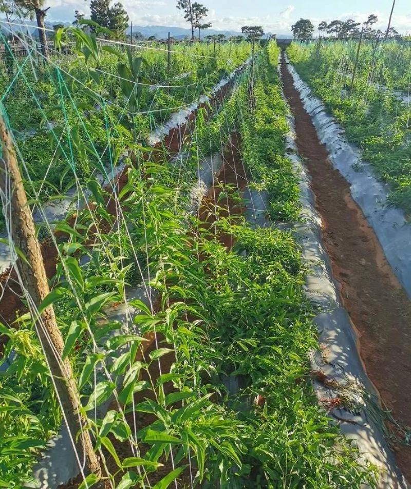 云南百部种苗露天苗基地直供技术指导诚信经营包成活
