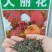 大丽花种子多年生春季花种子花籽室外易活花卉庭院花种籽子