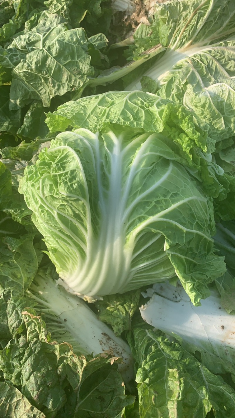 【精选秦白】秦白2号白菜产地直供需要联系4-6斤