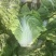 【精选秦白】秦白2号白菜产地直供需要联系4-6斤