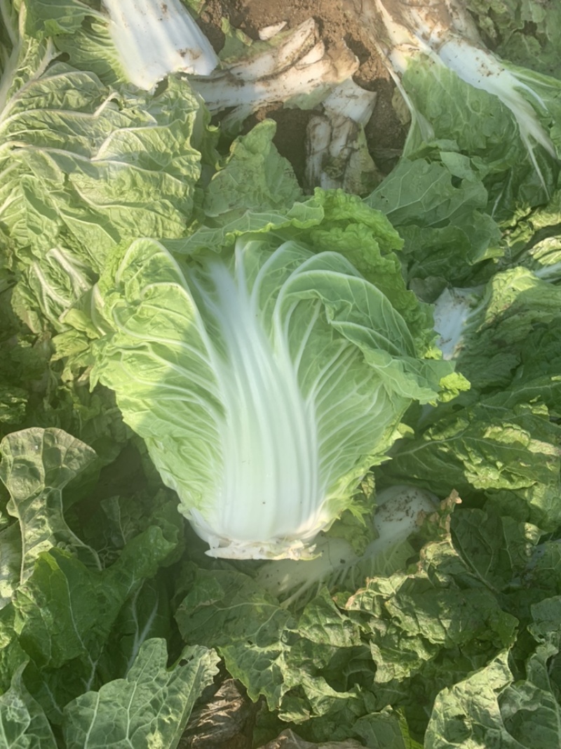 【精选秦白】秦白2号白菜产地直供需要联系4-6斤