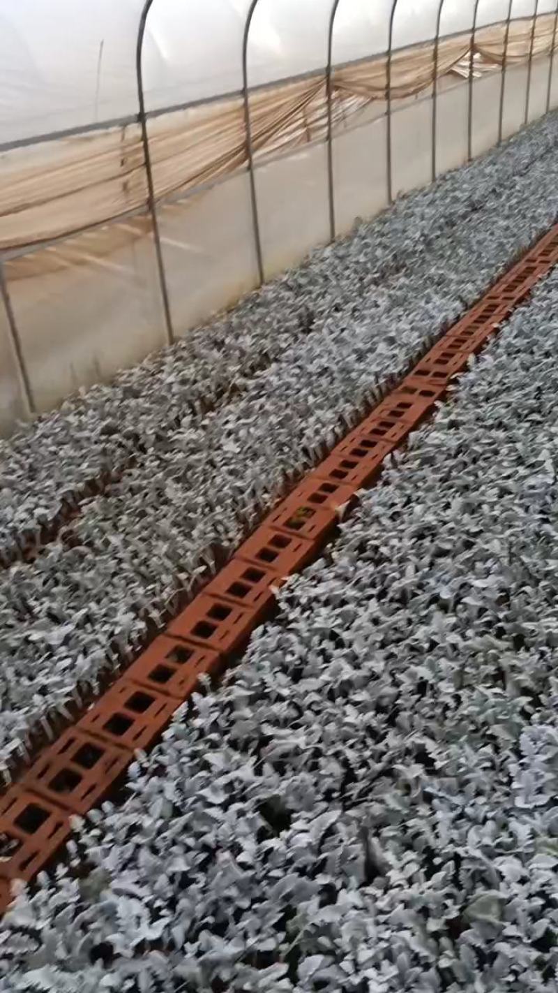 云南银叶菊花苗精品银叶菊耐寒耐旱遇水变色欢迎选购！