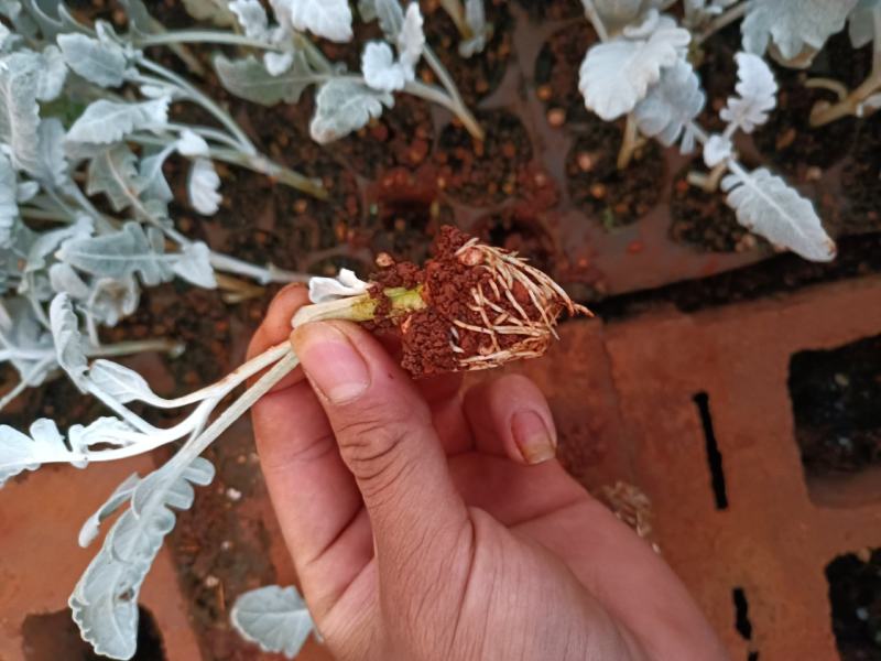 云南银叶菊花苗精品银叶菊耐寒耐旱遇水变色欢迎选购！