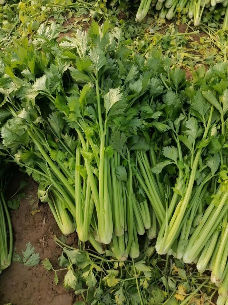 芹菜安徽芹菜大中小颗芹菜。美国西芹，质量保证，代发全国，