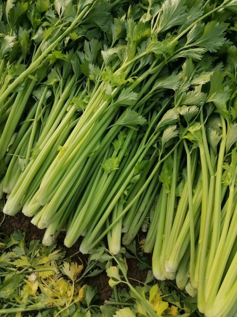 芹菜安徽芹菜大中小颗芹菜。美国西芹，质量保证，代发全国，