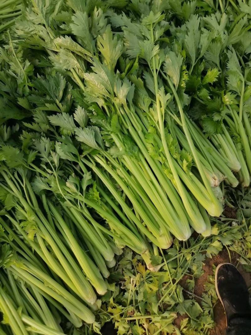 芹菜安徽芹菜大中小颗芹菜。美国西芹，质量保证，代发全国，