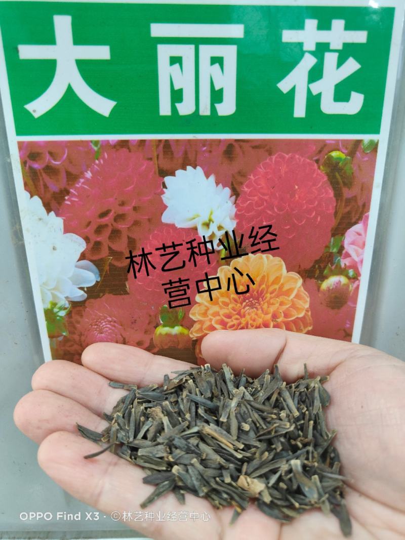 进口大丽花种子秋播四季易种家庭室内阳台花卉盆栽春播花籽
