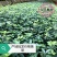 重庆巴南大叶黄杨万年青大量现货批发价格美丽