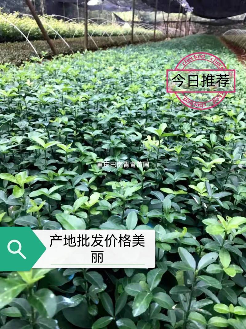 重庆巴南大叶黄杨万年青大量现货批发价格美丽