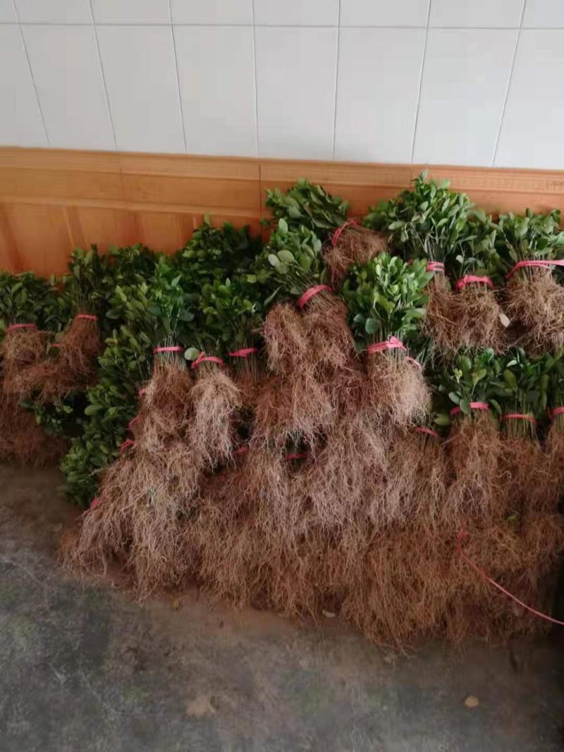 重庆巴南大叶黄杨万年青大量现货批发价格美丽