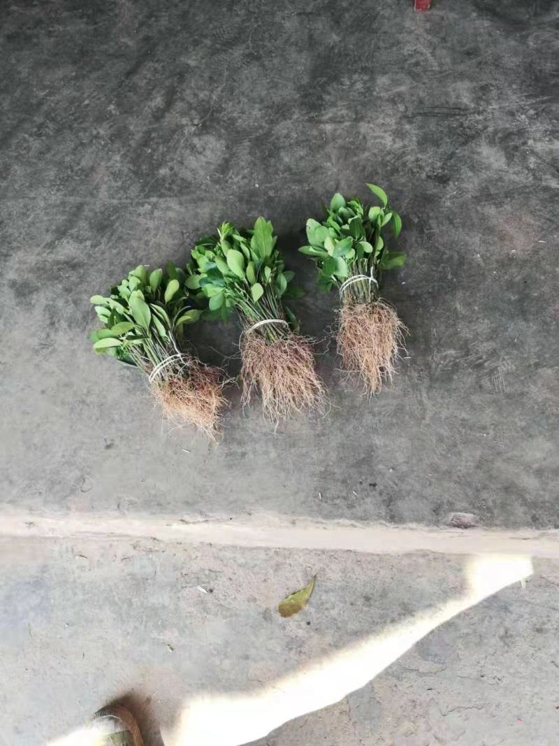 重庆巴南大叶黄杨万年青大量现货批发价格美丽