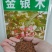金银木种子金银木树金银木金银忍冬胯