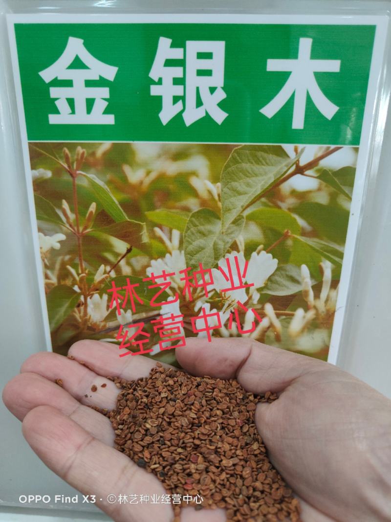金银木种子金银木树金银木金银忍冬胯
