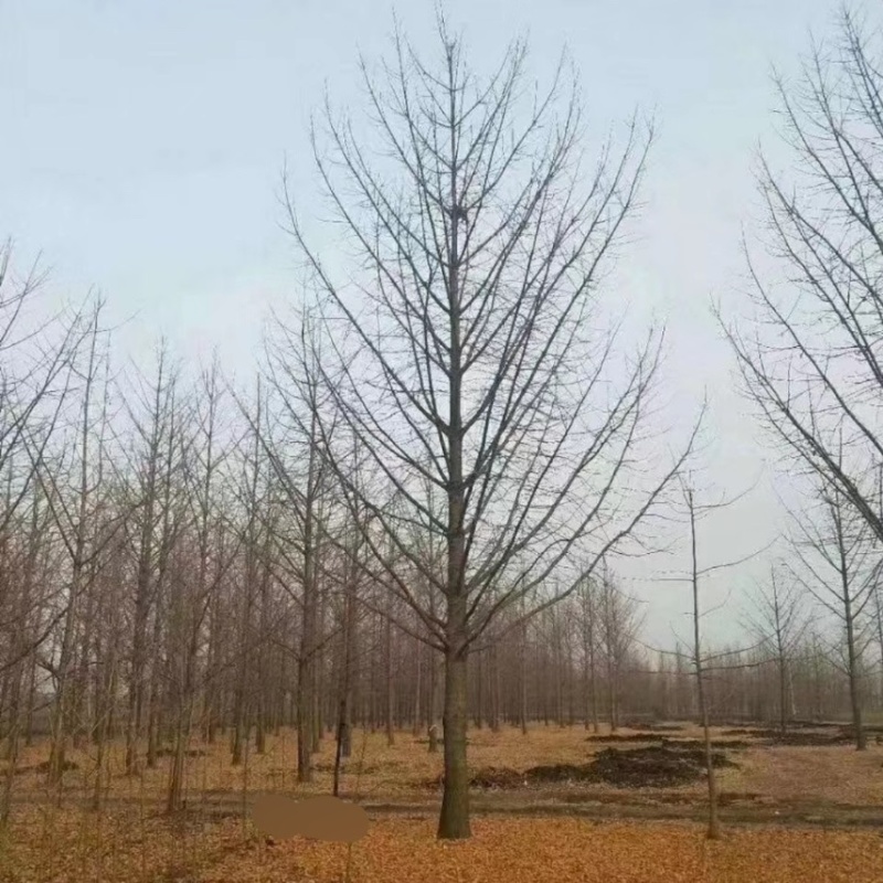 银杏银杏树白果树规格齐全邳州郯城产地直销现场号现挖
