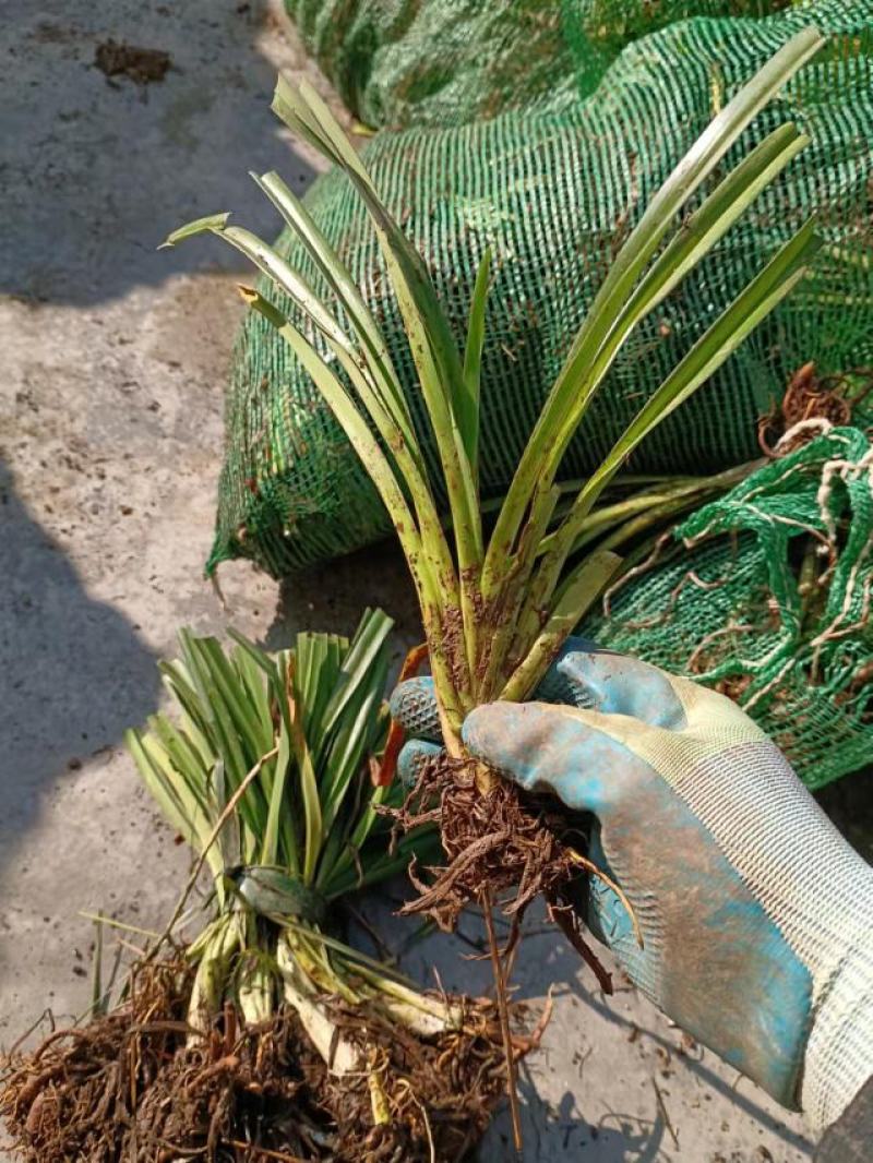 萱草。大花萱草庭院绿化工程苗。一手货源物美价廉