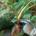 萱草。大花萱草庭院绿化工程苗。一手货源物美价廉