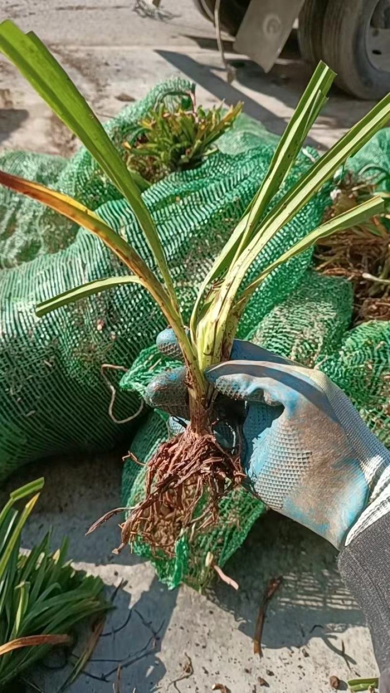萱草。大花萱草庭院绿化工程苗。一手货源物美价廉