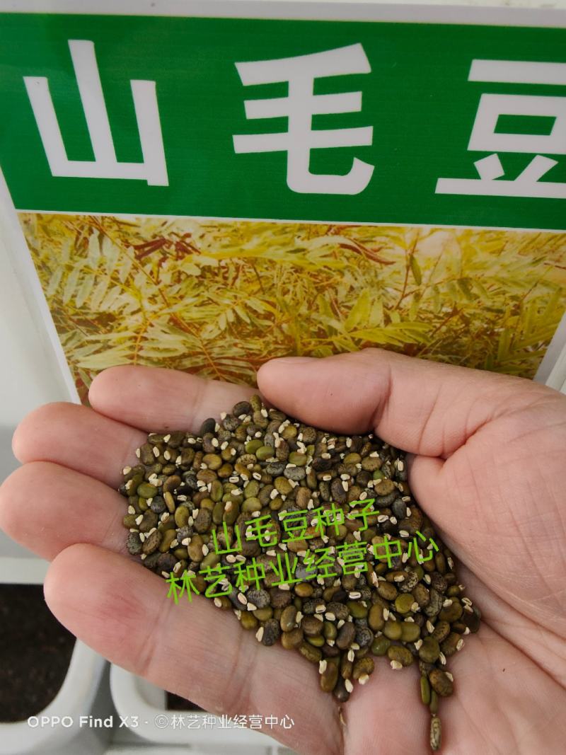 山毛豆种子白灰毛豆种籽道路护坡灌木山地造林荒地绿化