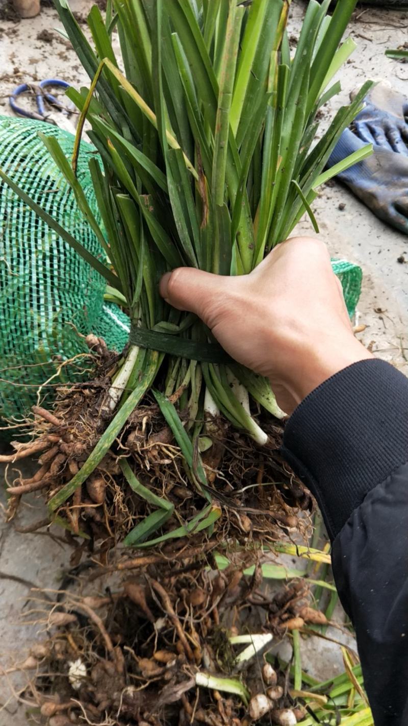 萱草。大花萱草庭院绿化工程苗。一手货源物美价廉
