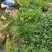 萱草。大花萱草庭院绿化工程苗。一手货源物美价廉