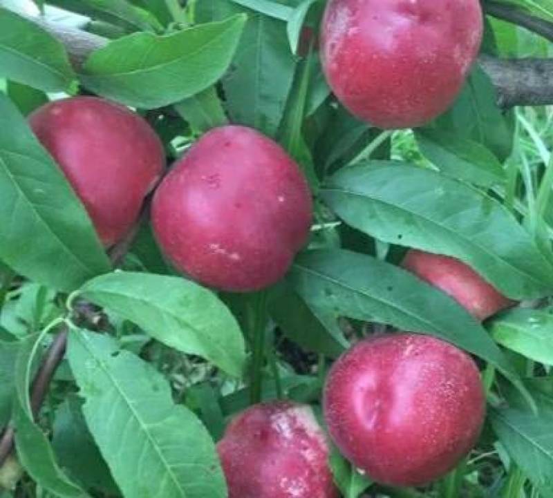 珍珠枣油桃苗1号早熟六月初珍珠枣油桃树苗