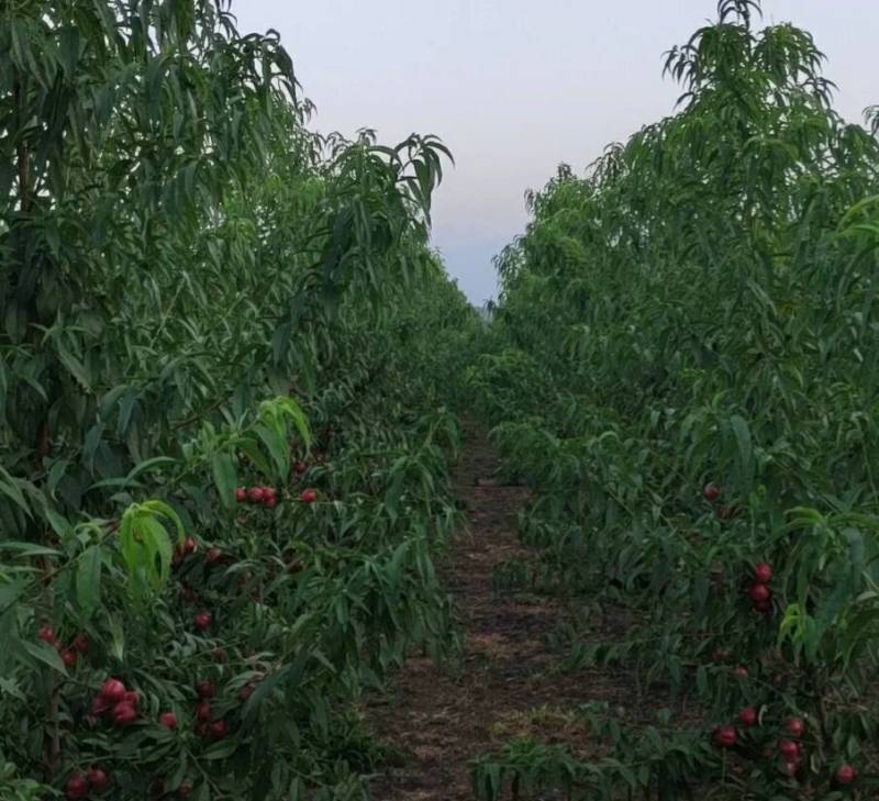 珍珠枣油桃苗1号早熟六月初珍珠枣油桃树苗