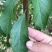 珍珠枣油桃苗1号早熟六月初珍珠枣油桃树苗