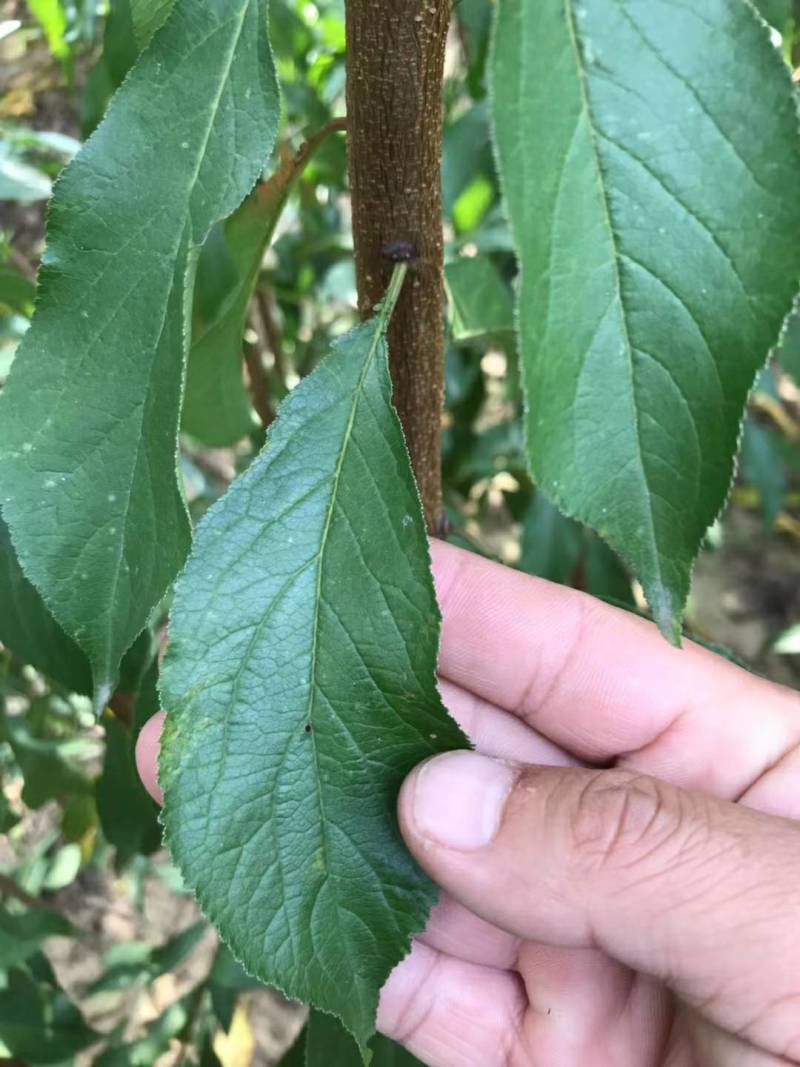 珍珠枣油桃苗1号早熟六月初珍珠枣油桃树苗