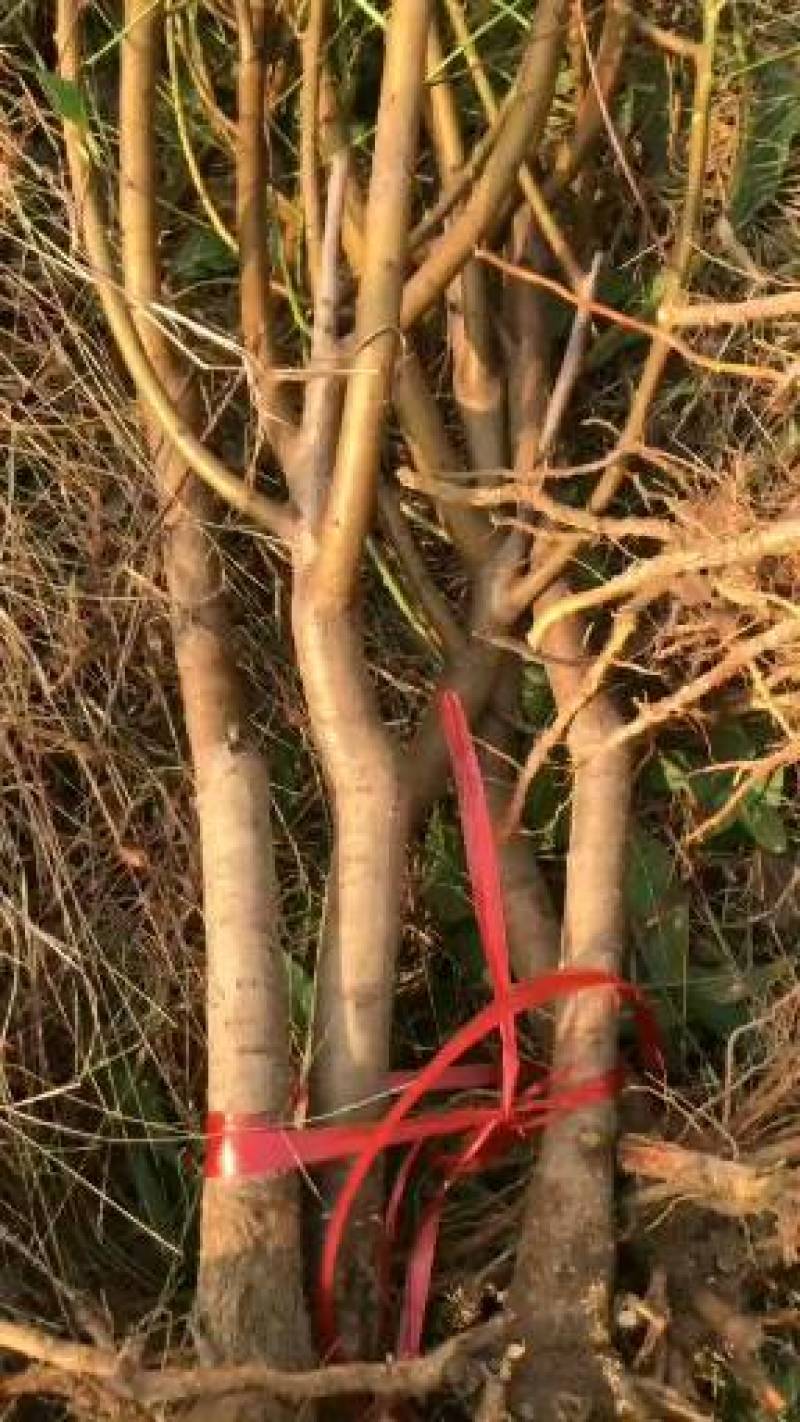珍珠枣油桃苗1号早熟六月初珍珠枣油桃树苗