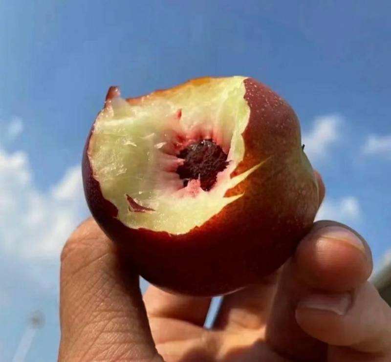 珍珠枣油桃苗1号早熟六月初珍珠枣油桃树苗
