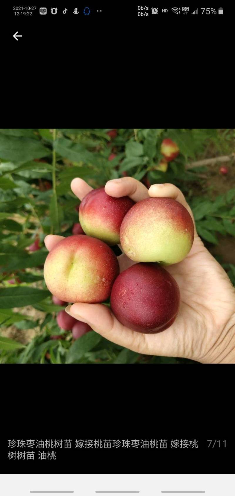 珍珠枣油桃苗1号早熟六月初珍珠枣油桃树苗