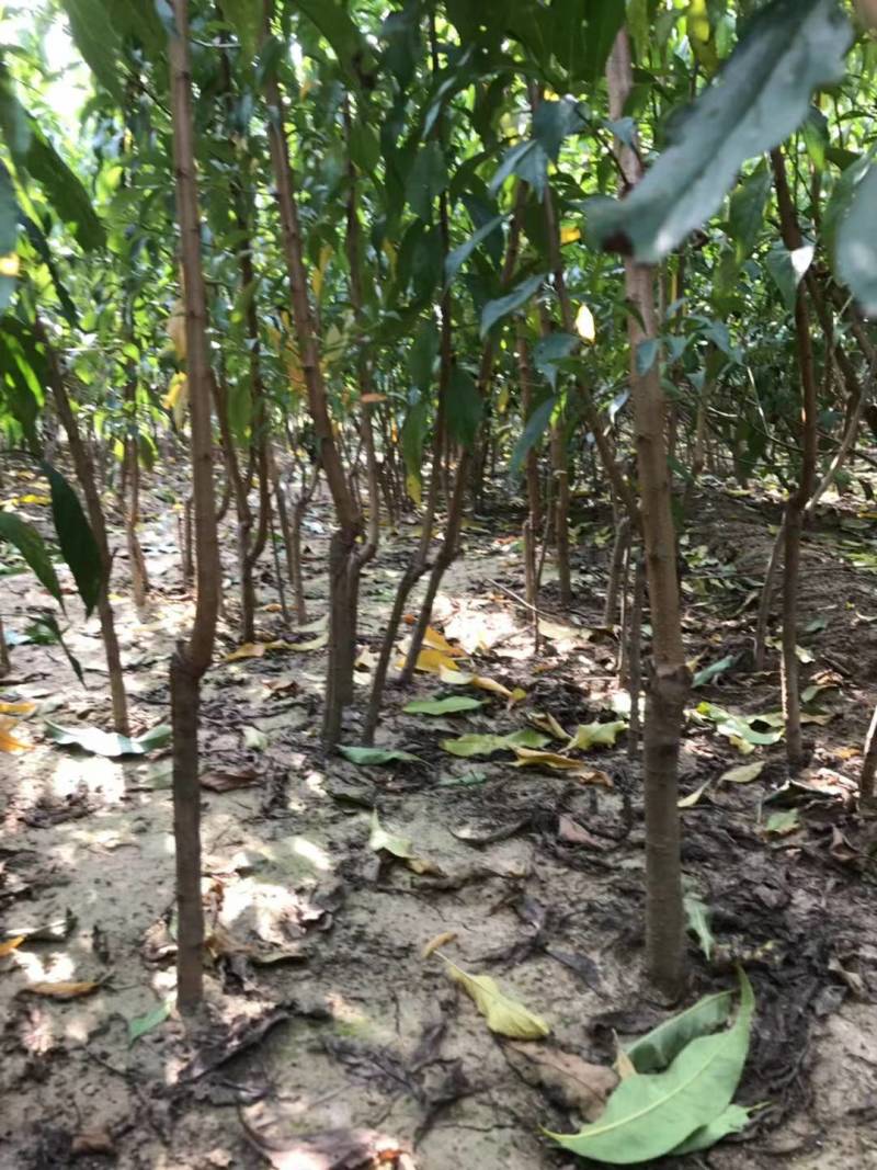 珍珠枣油桃苗1号早熟六月初珍珠枣油桃树苗