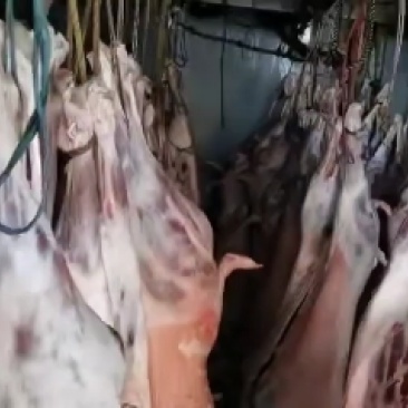 青海藏系羊肉