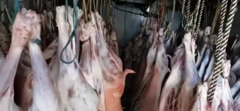 青海藏系羊肉